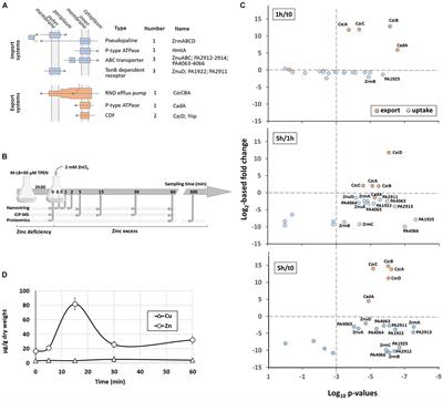 Global Analysis of the Zinc Homeostasis Network in Pseudomonas aeruginosa and Its Gene Expression Dynamics